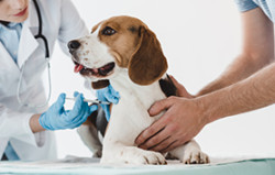 vaccination chien épileptique