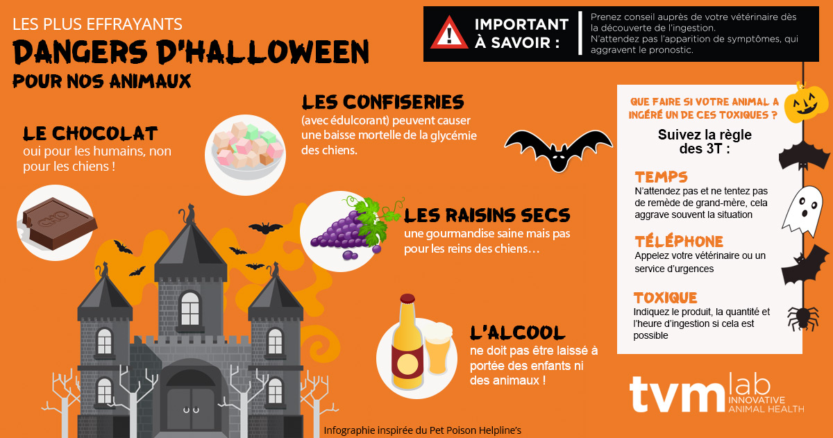infographie halloween dangers intoxications animaux