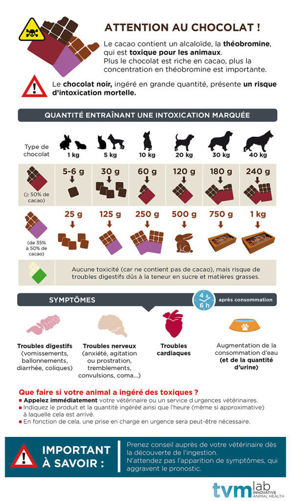 Poison pour rats chez les chiens (symptômes en cas d'empoisonnement)