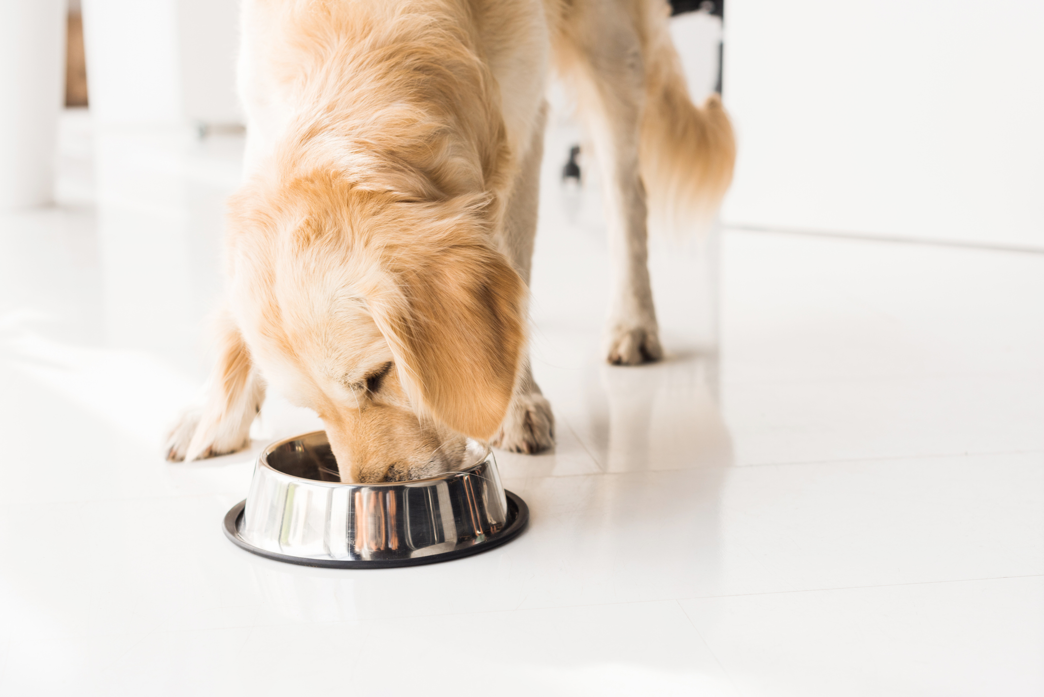 golden retriever eating dog food from metal bowl Mon animal épileptique