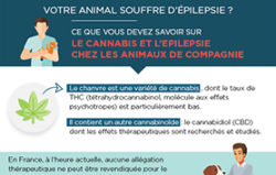 infographie : la cannabis thérapeutique et l'épilepsie chez les animaux de compagnie