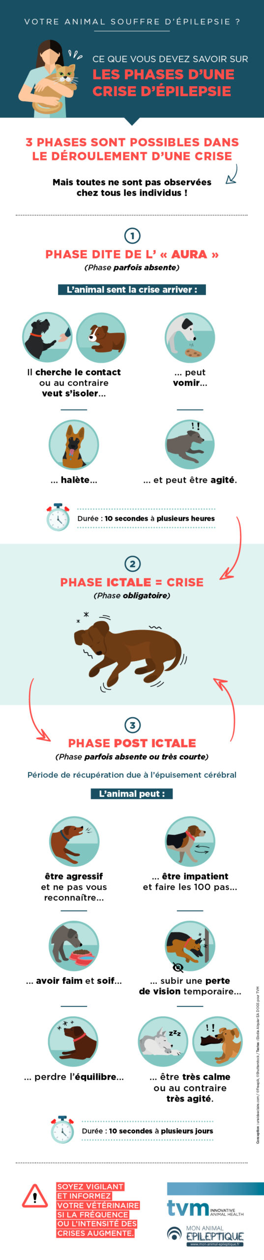 infographie sur les différentes phases d'une crise d'épilepsie : phase d'aura, phase ictale, phase post-ictale
