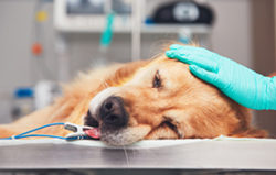 anesthésie chien épileptique