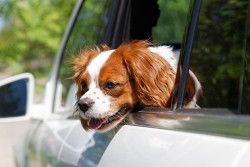 en voyage avec un chien épileptique