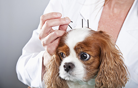 acupuncture épilepsie chien
